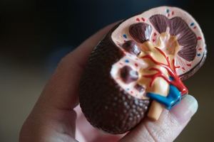 콩팥을 위해서 ‘이 6가지 과일’과 친해져라