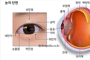고령화 시대의 복병, 실명 부르는 ‘황반변성’이 는다