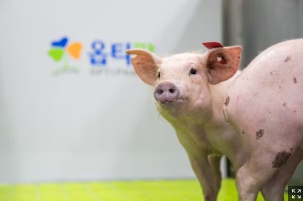 국내 바이오기업 옵티팜이 만든 유전자 변형 돼지. 돼지 신장을 영장류에 이식하는 연구가 진행 중이다.<br>
/옵티팜 제공 