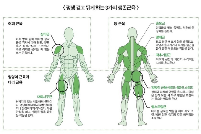저자가 주장하는 세 가지 생존근육. /예스24