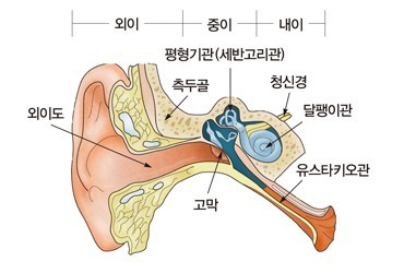 귀 안의 구조. 이석은 세반고리관에 있다. /서울대병원