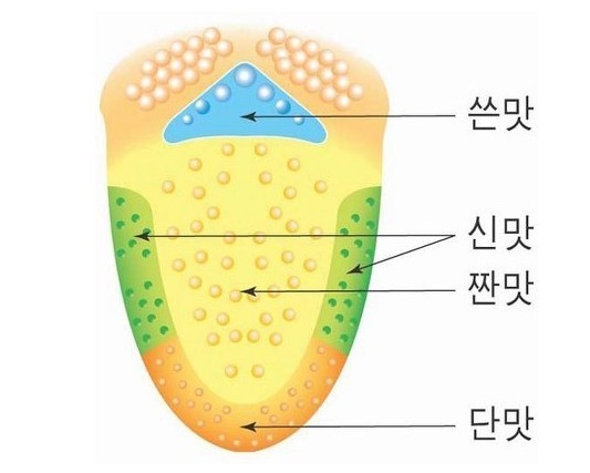 오류로 밝혀진 에드윈 보링의 혀맛 지도. 