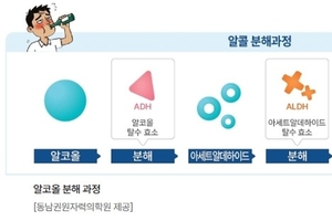[궁금한 건강] <76> 간은 술을 어떻게 해독하나