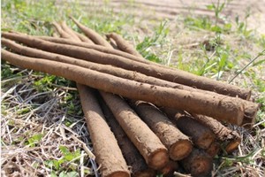 [채소/과일 열전] <26> '모래밭에서 나는 산삼', 우엉