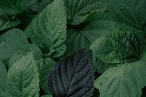 [건강한 밥상] <25>식탁 위 만능 조력자 ‘들깨’