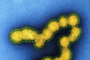 [궁금한 건강] <83>헬리코박터균, 치료해야 하나?