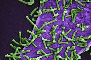 [질병의 역사와 의학] <10>콜레라 어떻게 정복했나