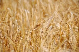 [곡식 이야기] ⑧우리 밥상에 꼭 올라야 할 ‘보리’