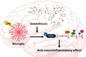 독도 미생물에서 뇌염증 억제하는 성분 나왔다