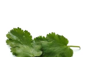 [채소/과일 열전] ⑨ ‘고수’ 효능 알면 먹어야 한다